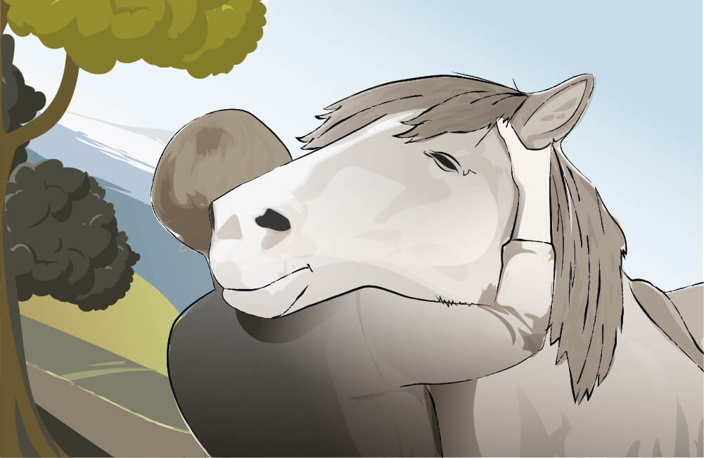 Assurance chevaux de Sport, Loisir, Elevage - Décès et vol